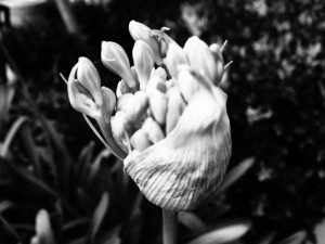 A black and white photo of an unopened flower.